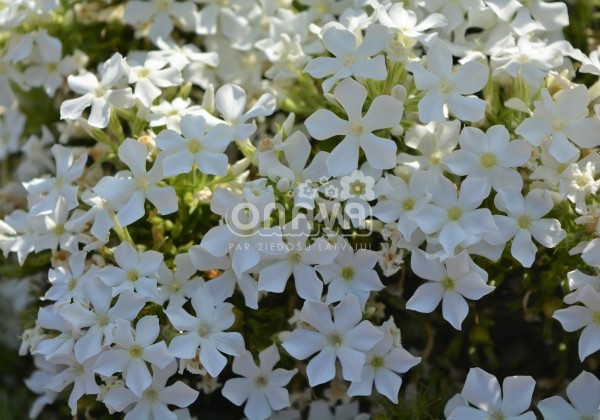 Phlox paniculata Early White