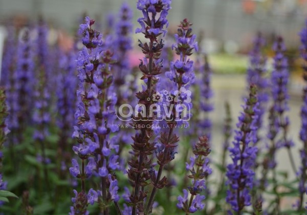 Salvia nemorosa Caramia