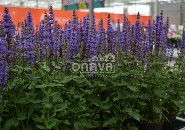 Salvia nemorosa Caramia