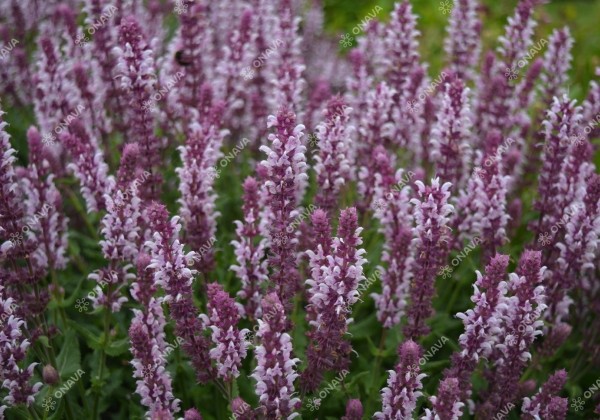 Salvia nemorosa Salute Light Pink