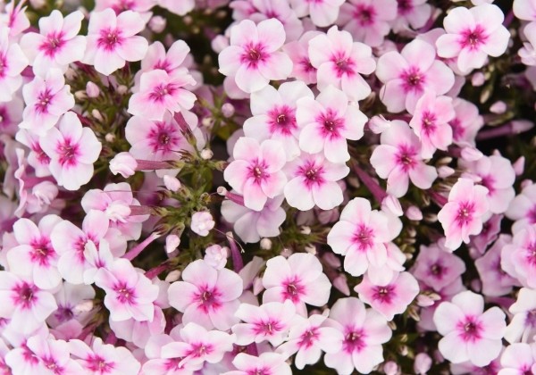 Phlox paniculata Early Pink