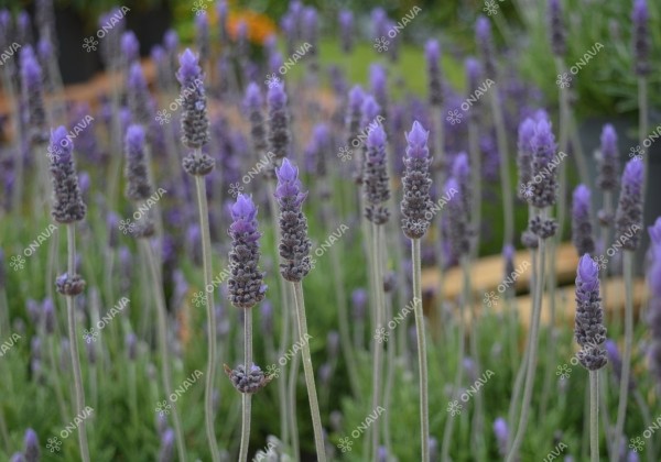 Lavandula dentata La Diva Imperial