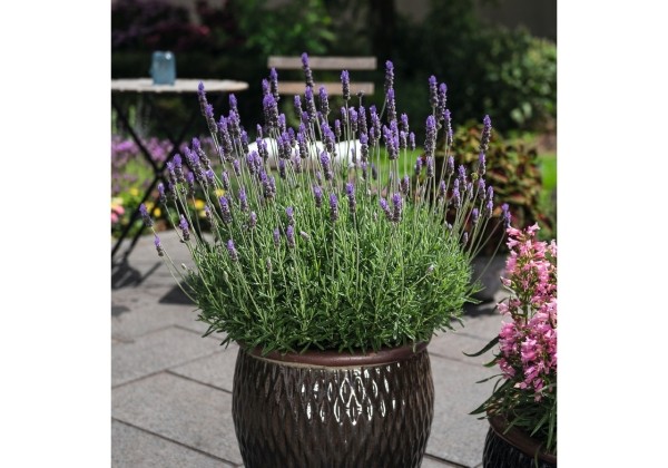 Lavandula dentata La Diva Imperial