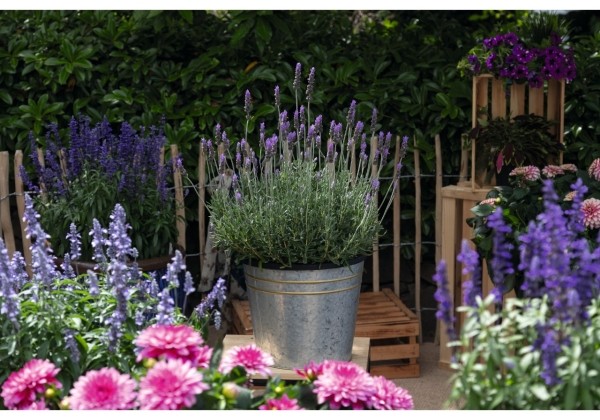 Lavandula dentata La Diva Imperial