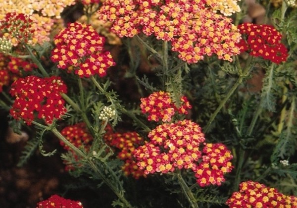 Achillea millefolium Paprika