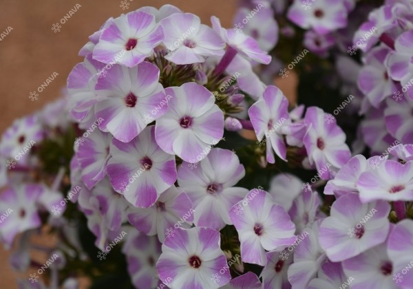 Phlox paniculata Flame Lilac Star