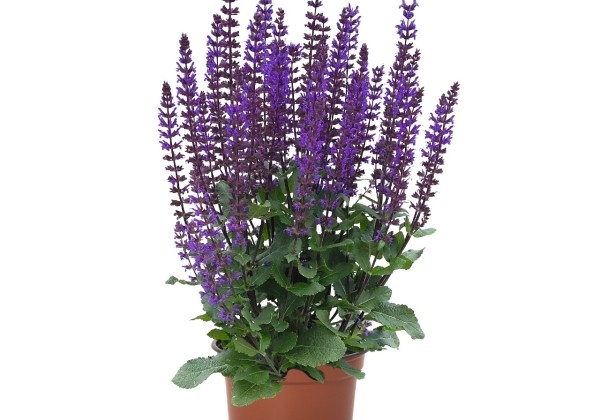 Salvia nemorosa Midnight Purple