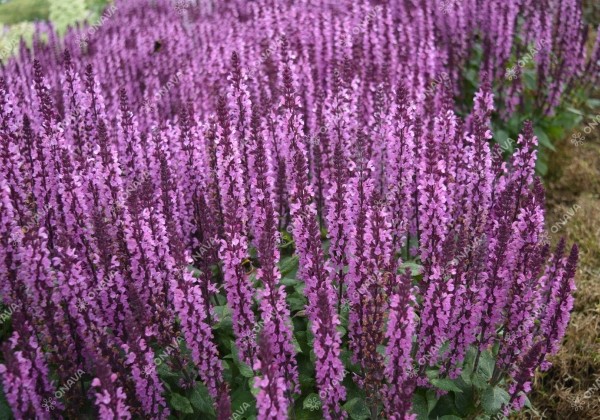 Salvia nemorosa Midnight Rose