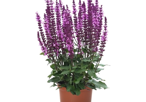 Salvia nemorosa Midnight Rose