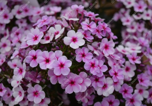 Phlox paniculata Early Lavander Pop