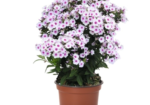 Phlox paniculata Early Blush Pop