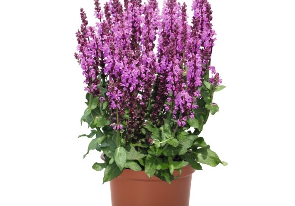 Salvia nemorosa Salvia nemorosa Royal Magenta