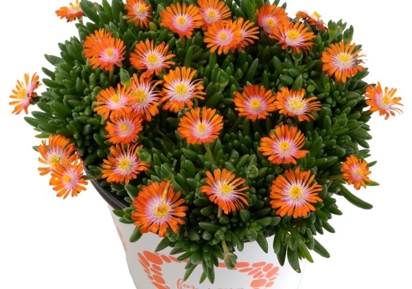 Delosperma cooperi Rock Crystal Orange