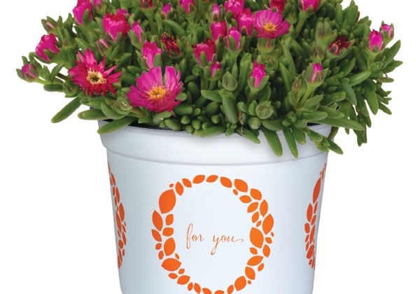 Delosperma cooperi Rock Crystal Pink