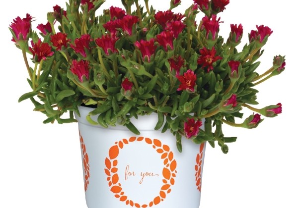 Delosperma cooperi Rock Crystal Magenta