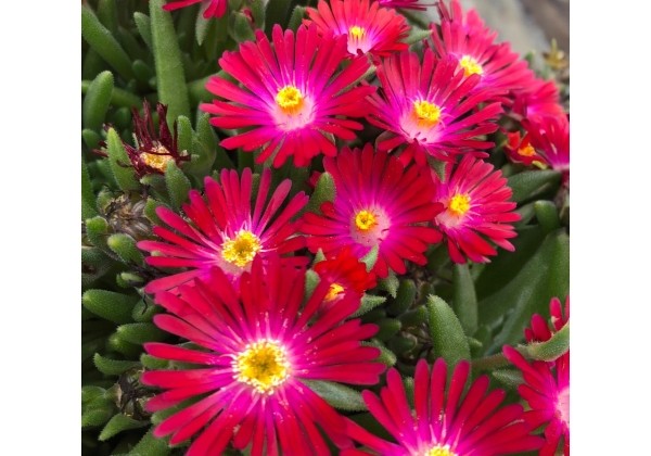 Delosperma cooperi Rock Crystal Magenta
