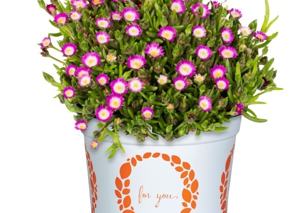 Delosperma cooperi Rock Crystal Magenta Pop