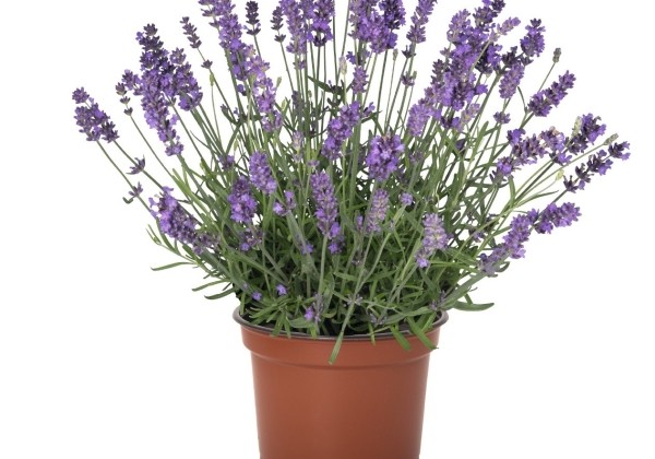 Lavandula angustifolia La Diva Spirit Purple Blue