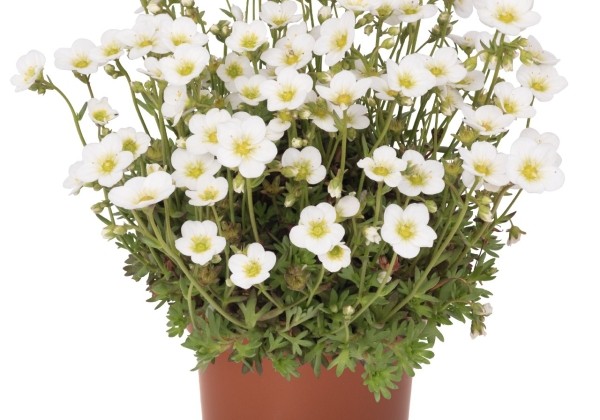 Saxifraga arendsii Scenic White