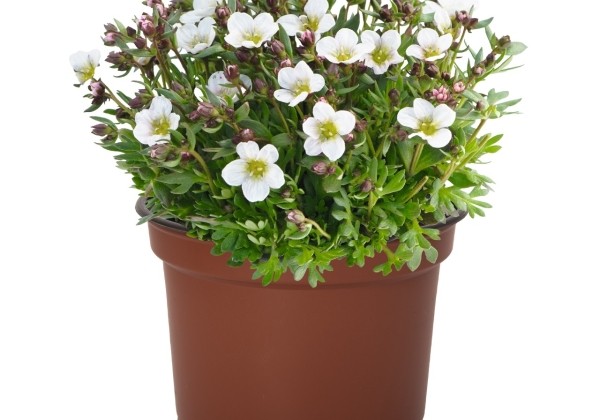Saxifraga arendsii Scenic White Blush