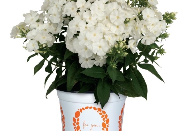 Phlox paniculata Flame White Imp