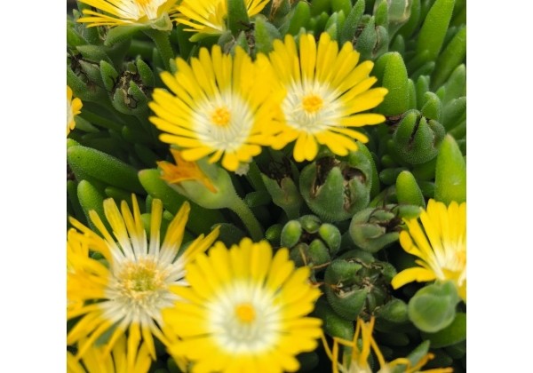 Delosperma cooperi Rock Crystal Yellow