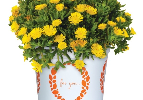 Delosperma cooperi Solstice Yellow