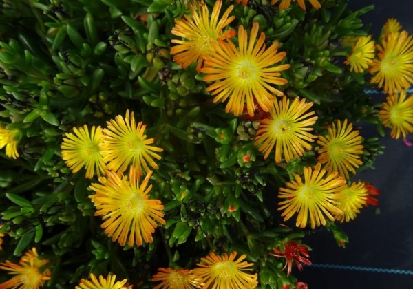 Delosperma cooperi Solstice Gold