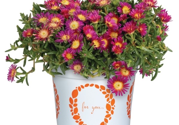 Delosperma cooperi Solstice Magenta