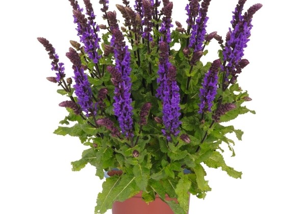Salvia nemorosa Great Grape