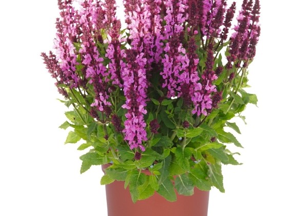 Salvia nemorosa Salvia Noble Princess