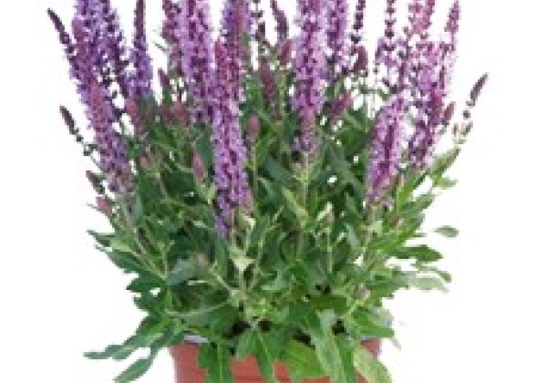 Salvia nemorosa Salute Lavender