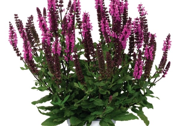 Salvia nemorosa Caramia Pink