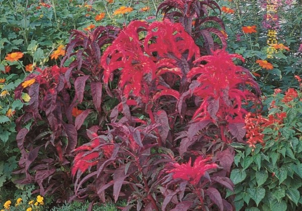 Amaranthus tricolor Early Splendor