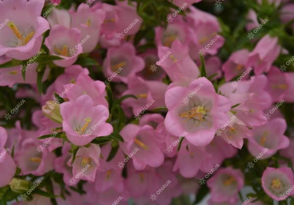 Campanula medium annuum Champion Pink