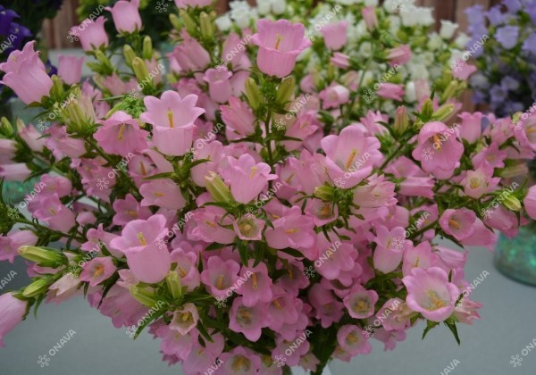 Campanula medium annuum Champion Pink