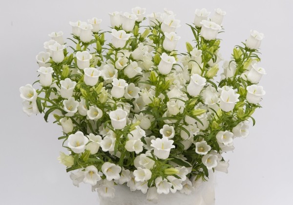 Campanula medium annuum Champion II Pink