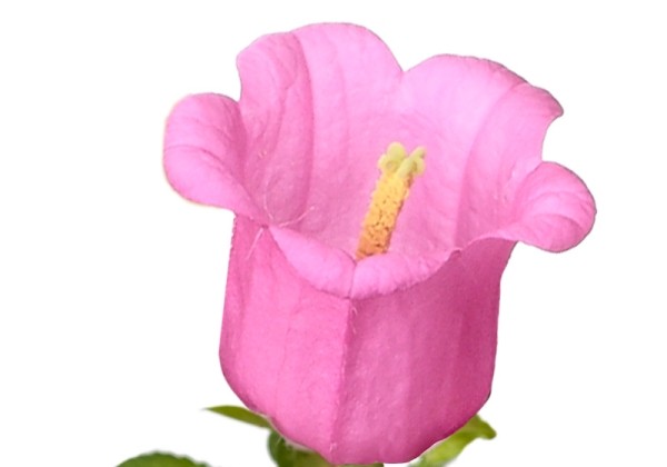 Campanula medium annuum Champion II Rose