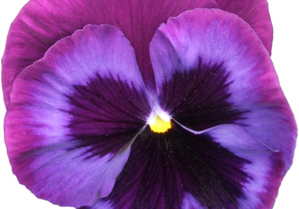 Viola wittrockiana Power Blue Jeans