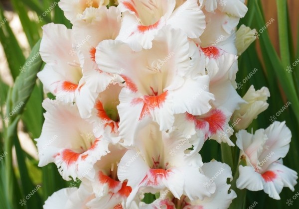 Gladiolus Ajax