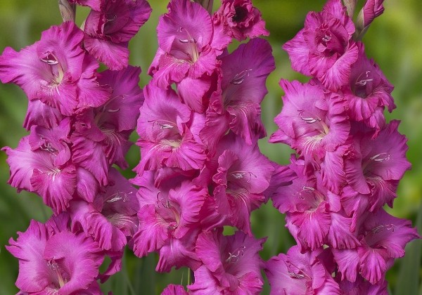 Gladiolus Astarte