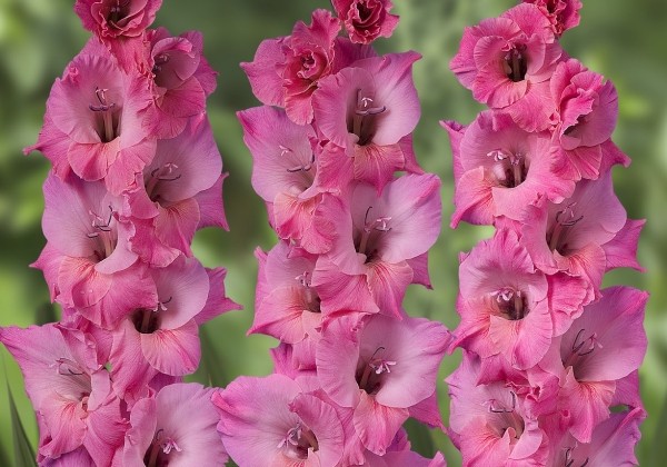 Gladiolus Bartok