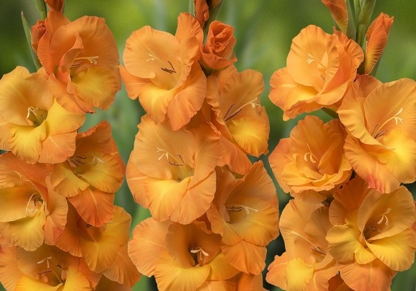 Gladiolus Cornelli