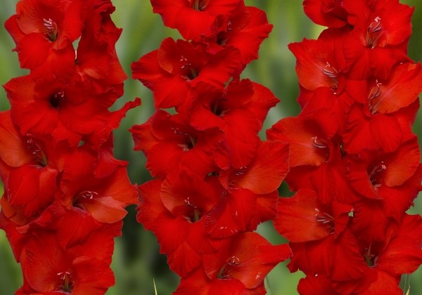 Gladiolus Costello