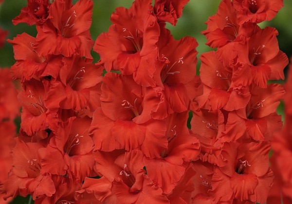 Gladiolus Demarrage