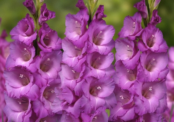 Gladiolus Lennon