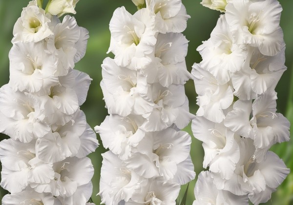 Gladiolus Mount Everest