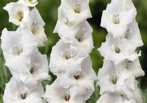 Gladiolus Mount Victoria
