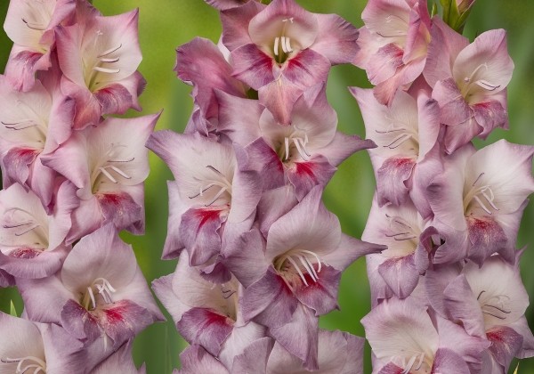 Gladiolus Smokey