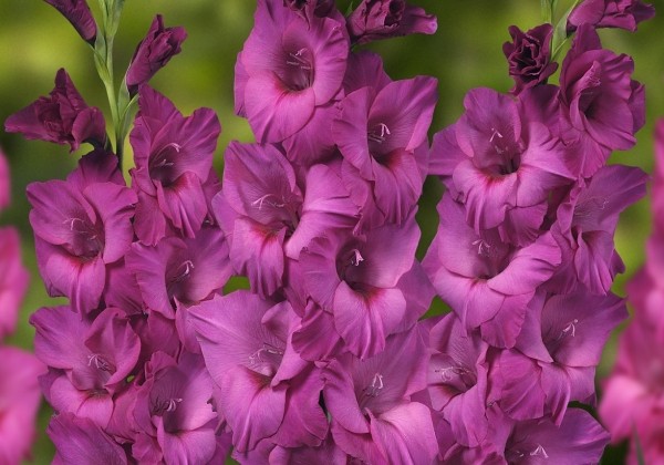 Gladiolus Thalia